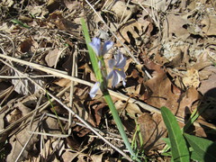 Sisyrinchium albidum