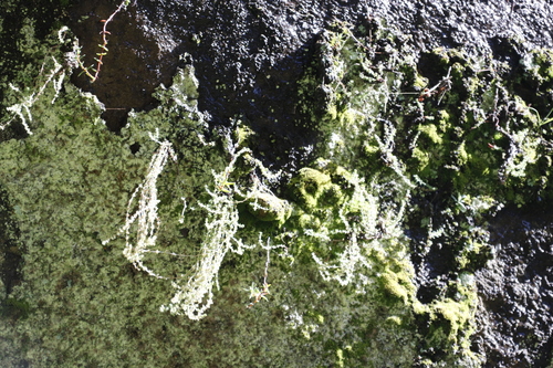 Crassula lanceolata