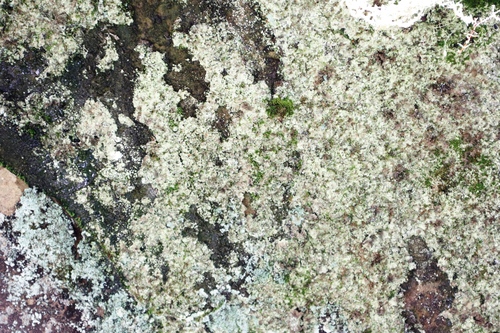 Crassula lanceolata