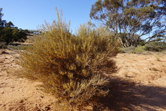 Acacia euthycarpa euthycarpa