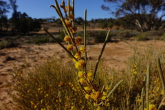 Acacia euthycarpa euthycarpa