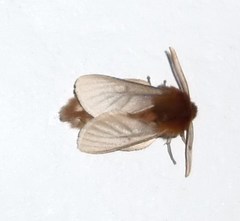 Metarctia jansei
