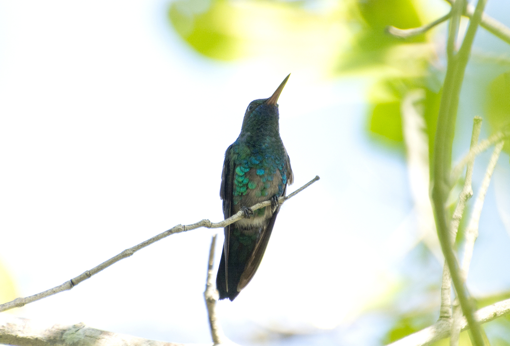 Blue-Chinned Sapphire
