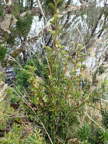 Myrsine coxii, photograph 4