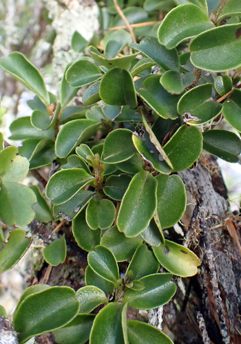 Myrsine coxii, photograph 3