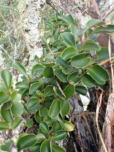 Myrsine coxii, photograph 5
