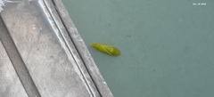 Petalocephala manchurica