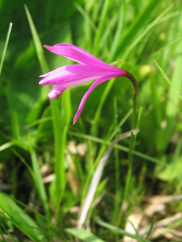 Japanese Dragon Mouth (Eleorchis japonica)