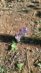 Crocus pallasii