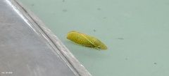 Petalocephala manchurica