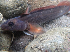 Longfinned Triplefin photo 3