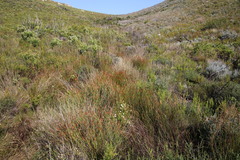 Polyarrhena reflexa reflexa