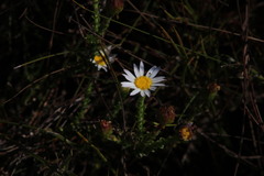 Polyarrhena reflexa reflexa