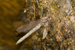 Stylurus scudderi