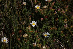 Polyarrhena reflexa reflexa