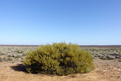 Acacia euthycarpa euthycarpa