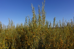 Acacia euthycarpa euthycarpa