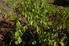 Roepera aurantiaca aurantiaca