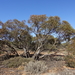 Eucalyptus dumosa - Photo (c) Wayne Martin, algunos derechos reservados (CC BY-NC)