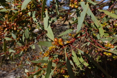 Eucalyptus dumosa
