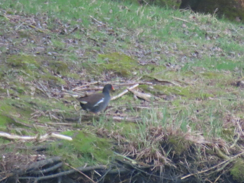 Gallinula chloropus