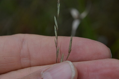 Eragrostis refracta