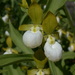California Lady's Slipper - Photo (c) Dan and Raymond, some rights reserved (CC BY-NC-SA)