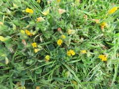 Lotus suaveolens