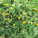 Hairy Birdsfoot Trefoil - Photo (c) Katy Johns, some rights reserved (CC BY-NC), uploaded by Katy Johns