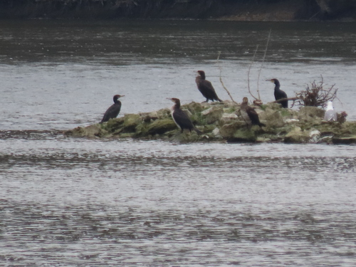 Phalacrocorax carbo