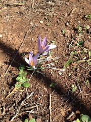Crocus pallasii