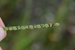 Paspalum floridanum