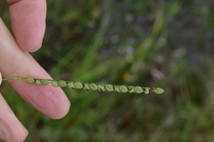 Paspalum floridanum