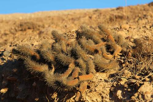 Haageocereus fascicularis, photograph 3