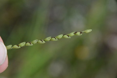 Paspalum floridanum