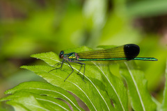 Calopteryx dimidiata