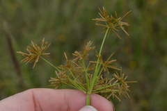 Cyperus haspan