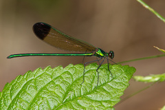 Calopteryx dimidiata
