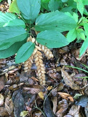 Flemingia strobilifera image