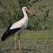 White Stork - Photo (c) xulescu_g, some rights reserved (CC BY-SA)
