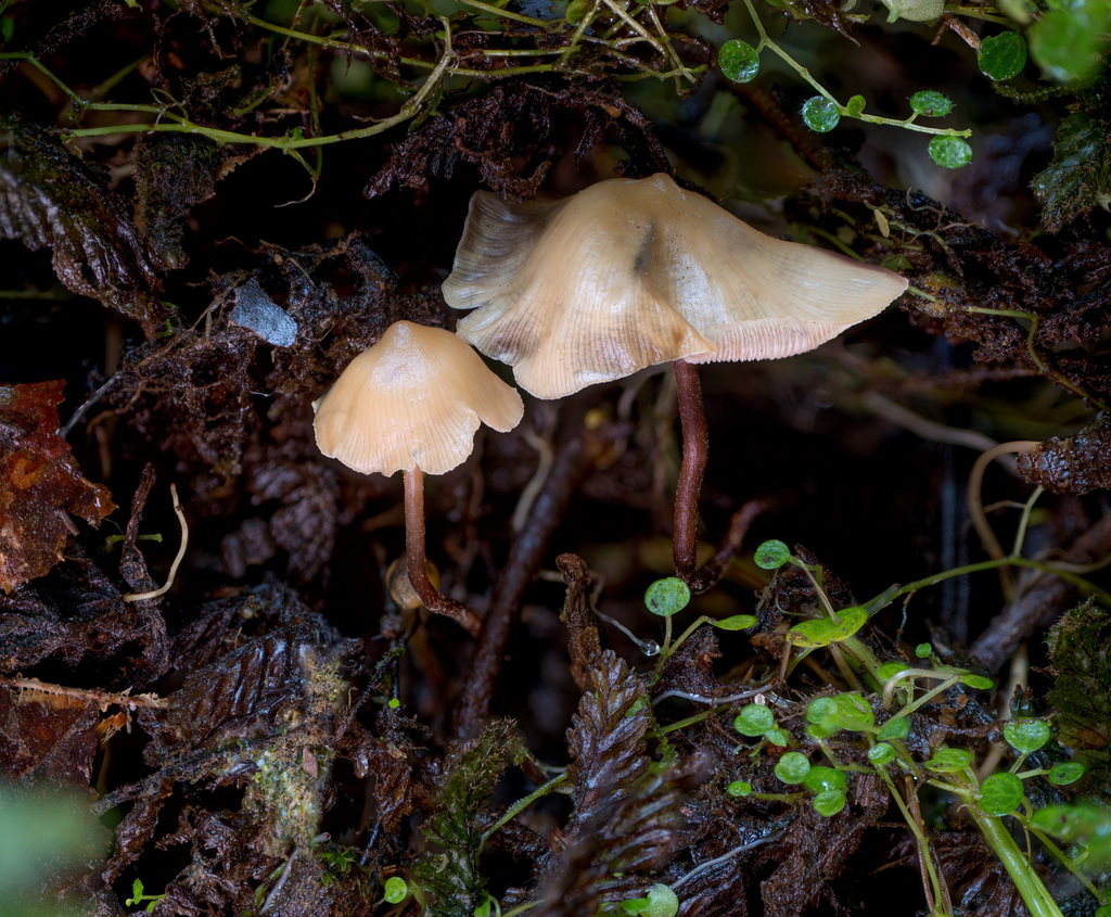 Psilocybe yungensis