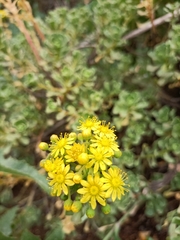 Aeonium spathulatum image