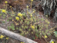 Aeonium spathulatum image