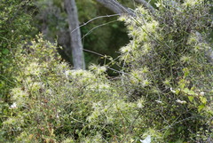 Clematis afoliata