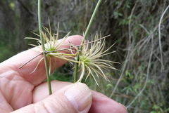 Clematis afoliata