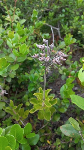 Sinningia polyantha