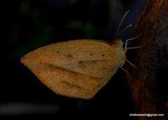 Eurema laeta