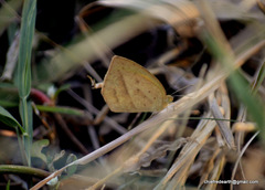 Eurema laeta
