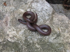 Carphophis amoenus helenae