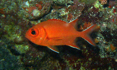 Whitetip Soldierfish photo 3